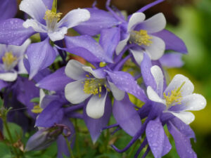 Aquilegia caerulea Kirigami™ ‘Deep Blue & White’, Wurzerlsgarten