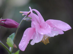 Aquilegia caerulea ‘Spring Magic Rose & White’, Wurzerlsgarten