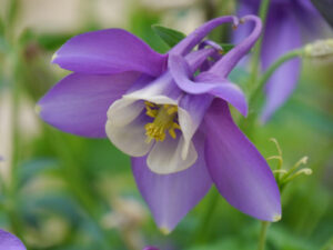 Aquilegia caerulea ‘Spring Magic Navy & White’, Wurzerlsgarten