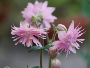 Aquilegia vulgaris var stellata ‘Rose Barlow’, Wurzerlsgarten