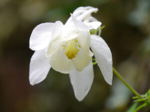 Aquilegia caerulea ‘Spring Magic White', Wurzerlsgarten