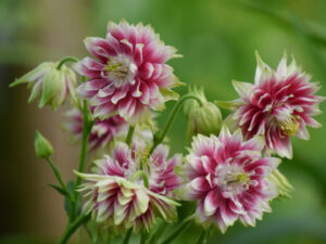 Aquilegia vulgaris var. stellata 'Nora Barlow', Wurzerlsgarten