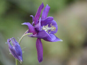 Aquilegia vulgaris am Bachlauf in Wurzerlsgarten