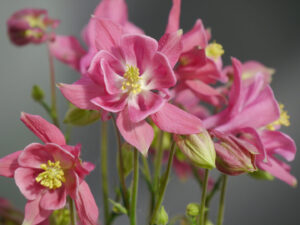 Aquilegia vulgaris ‘Winky Rose-Rose’, Wurzerlsgarten