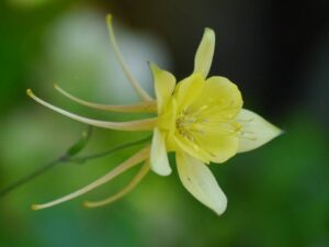 Aquilegia chrysantha, Wurzerlsgarten