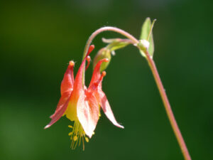 Aquilegia canadensis, Kanadische Akelei, Wurzerlsgarten