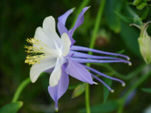 Aquilegia caerulea, in Wurzerlsgarten