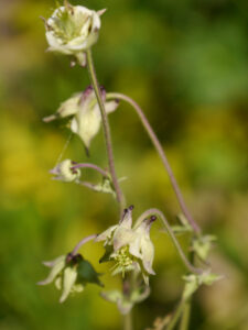 Blasse Akeleienblüten, von echtem Mehltau befallen in Wurzerlsgarten