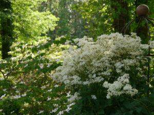 Clematis recta 'Atropurpurea', Cornus kousa 'Milky Way', Garten Carola Rückert