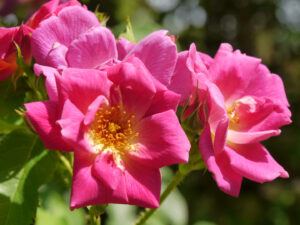 Rose 'Magic Meidiland', Garten Carola Rückert