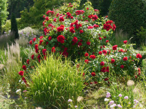 Rosa 'Colossal Meidiland', Garten Hyazinth e.V.