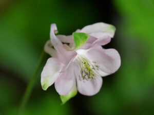 Aquilegia vulgaris Sämling, Landidyll Tjarks