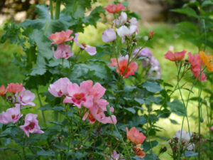 Rosa 'Eyes for You', und 'For Your Eyes Only', Persische Rosen im Engelgarten Anita Rau