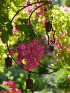 Rosa 'Maria Lisa' im Engelsgarten Rau