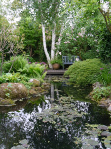 Himalaya-Birke (Betula jacquemontii syn. utilis), Hostagarten Reiner Blohm