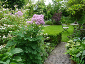 Thalictrum aquilegifolium, Hostagarten Reiner Blohm