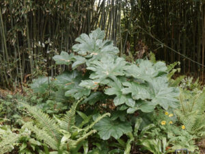 Dysosma versipellis, Syn.Podophyllum versipelle, Maiapfel,  Polystichum setiferum 'Proliferum Herrenhausen' Sämling, Gärtnerei "Aan de Dijk"