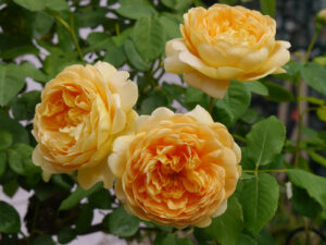 Rosa 'Golden Celebration', GALAROSA