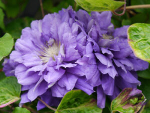 Clematis 'Kiri te Kanawa', GALAROSA