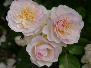 Rosa 'Emily Bronte', GALAROSA