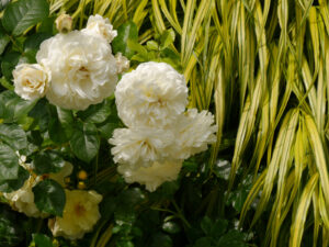 Rosa 'Tranquility' mit Jap. Berggras, Hakonechloa macra 'Aureola', GALAROSA