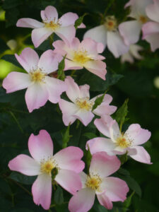 Rosa 'The Alexandra Rose', GALAROSA