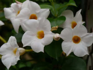 weiße Mandevilla auf der Terrasse in Wurzerlsgarten