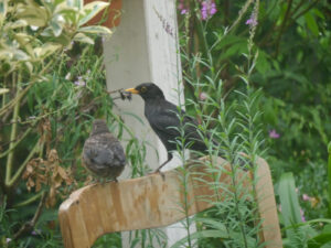 Familie Amsel beim Lunch in Wurzerlsgarten