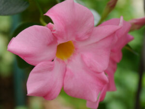 rosa Mandevilla auf der Terrasse von Wurzerlsgarten