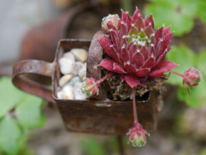 Kleines Sempervivum in der Wurzerlküche von Wurzerlsgarten