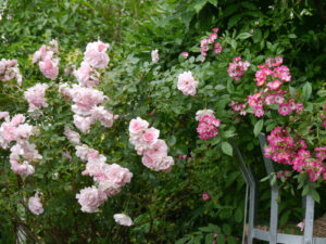 Rosa 'Bonica 82' und 'Mozart' in Wurzerlsgarten