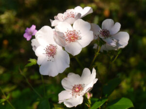 Rosa 'Sweet Pretty' in Wurzerlsgarten