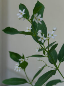 Cynanchum ascyrifolium, Chinesische Schwalbenwurz, in Wurzerlsgarten