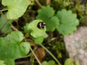 Harlekin-Marienkäfer, Harmonia axyridis, in Wurzerlsgarten