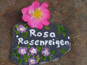 Rosa 'Rosenreigen' in Wurzerlsgarten