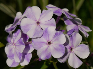 Ein bläulicher Phlox im Teichbeet von Wurzerlsgarten