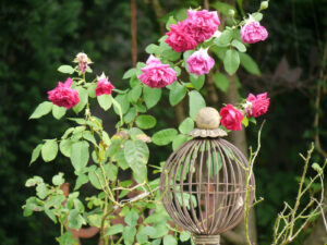 Rosa 'Dark Lady' am Paradiestor in Wurzerlsgarten