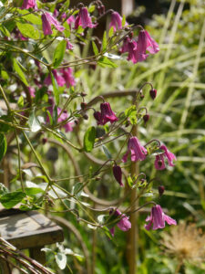 Clematis integrifolia 'Aljonushka' Wurzerlsgarten