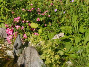 Rosa 'Libertas' am Teich in Wurzerlsgarten