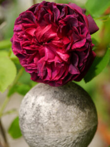 Rosa 'Munstedt Wood' in Wurzerlsgarten