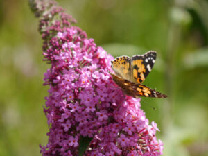 Buddlejy mit Distelfalter in Wurzerlsgarten