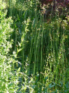 Der Teich ist in Hochform in Wurzerlsgarten