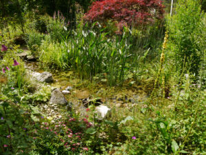 Der Teich ist in Hochform in Wurzerlsgarten