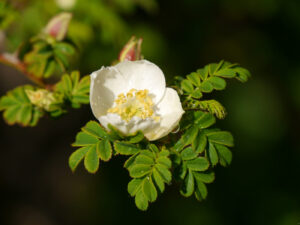 Rosa omeiensis pteracantha, die Stacheldrahtrose in Wurzerlsgarten