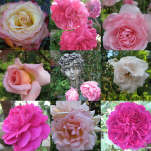 Rosen-Collage aus Wurzerlsgarten