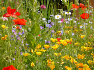 Blumenwiese mit Eschscholzia californica, Schlafmützchen und Papaver rhoeas, Klatschmohn