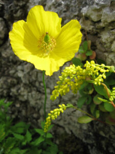 Meconopsis cambrica, gelber Scheinmohn, Cumbria, Sizergh Castle