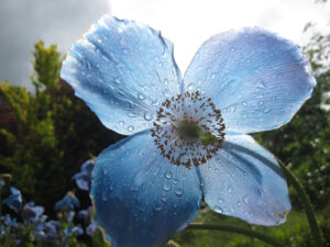 Meconopsis grandis, Dalemain