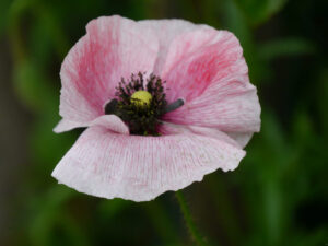 Papaver rhoeas 'Mother of Pearl', Seidenmohn