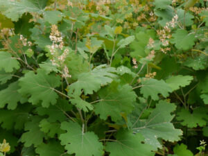 Macleaya cordata, Federmohn